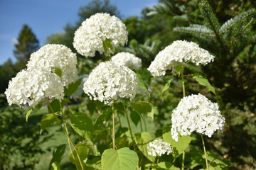 Hortensja Annabelle