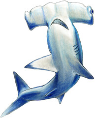 Hand drawn blue hammerhead with open mouth and teeth. Hand drawn animal by markers, ink and color pencils. With clipping path - obrazy, fototapety, plakaty