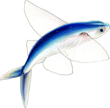 Hand drawn with markers, ink and color pencils blue flying fish. With clipping path
