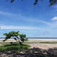 tree on the beach