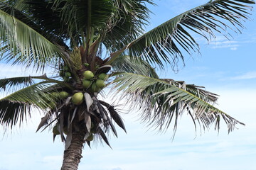 Obraz premium coconut palm tree