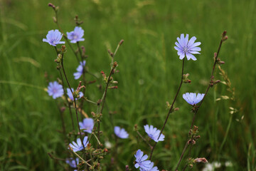Fototapeta premium Fiori di cicoria selvatica (Chicory), primo piano dei fiori azzurri in una giornata d’estate