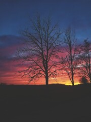 sunset in the forest