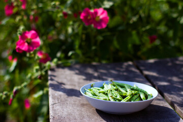 Pods of green peas in a white bowl on an old wooden table in the garden on a background of flowers and green foliage, vegan food and healthy organic food concept. Summer morning in the garden.