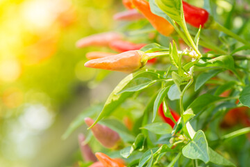 Obraz na płótnie Canvas red color of fresh pepper ornamental plant on tree