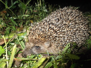 hedgehog in the grass