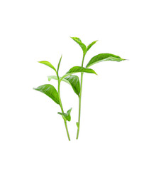 Fresh green tea leaf isolated on white background