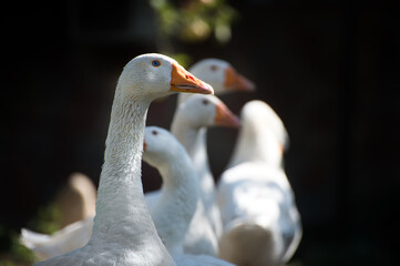 portrait of a goose