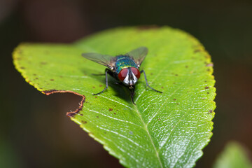 Greenbottle fly in macro close up