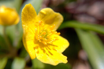 Obraz premium Yellow blooming flower in the summer in the forest macro image blurred background