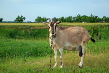 A domestic goat is grazing in a meadow. A dairy goat in the countryside.