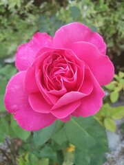 pink rose in garden
