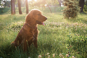 Red cocker spaniel walks in the park at sunrise