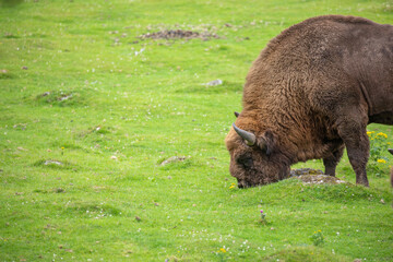 european male bison, Bison bonasus, grazing on grass and laying down during a sunny spring day.