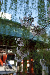 浅草神社　手水舎と人力車と桜