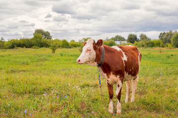 The ginger animal grazes in the pasture. Bull, calf, cow, livestock. Symbol of 2021.