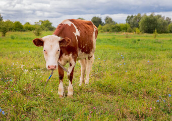 Fototapeta na wymiar The ginger animal grazes in the pasture. Bull, calf, cow, livestock. Symbol of 2021.