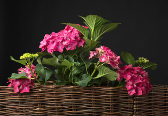 Beautiful flowers of hydrangea. Coral hydrangea macrophylla, Hortensia.