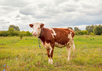Fototapeta na wymiar A ginger cow stands in a meadow and licks its nose. Bull, calf, livestock. Symbol of 2021. Summer concept.