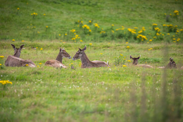 Obraz na płótnie Canvas white-lipped deer, Przewalskium albirostris, herd resting on grassland during a sunny day.