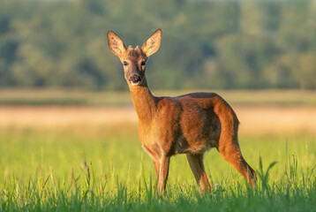 Young roe buck standing in a field