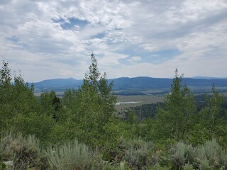 Mountain range in the distance through the forest