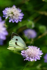 Weißling auf Wiesenwittwenblume