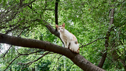 homeless cat sits on a tree branch. color nature. day light