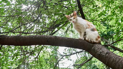 homeless cat sits on a tree branch. color nature. day light