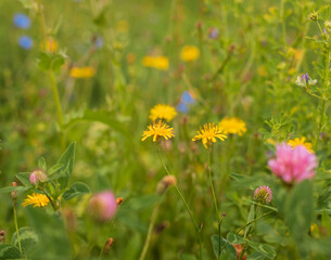 Wildflowers in the grass. Plants. Nature. Dandelions, clover. Summer concept.