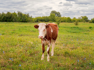 The ginger animal grazes in the pasture. Bull, calf, cow, livestock. Symbol of 2021.