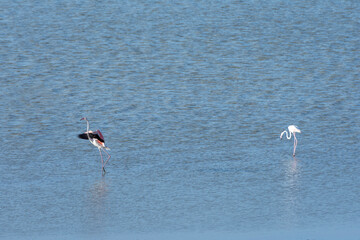 Flamenco con alas abiertas en la laguna