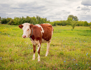 Fototapeta na wymiar Red cow grazes in the meadow. Bull, calf, livestock. Symbol of 2021. Summer concept.