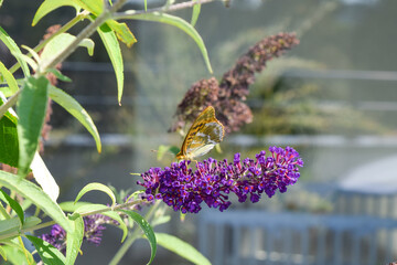 Butterfly sitting on summer lilac