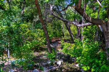 Fototapeta na wymiar A view of an overgrown hiking trail through a dense forest