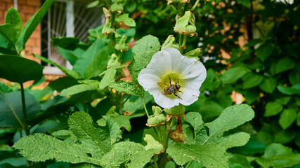 bumblebee collects pollen in flowers. close up. color