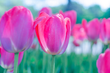 Beautiful background of tulips growing in the garden