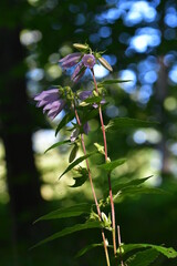 Stängelumfassende Glockenblume