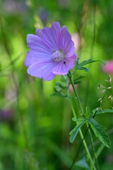 Fototapeta premium Moschusmalve