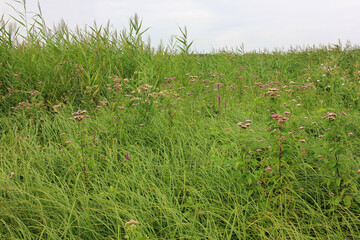 Summer landscape in cloudy weather with marsh grasses and wild flowers