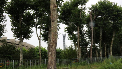 trees in the forest