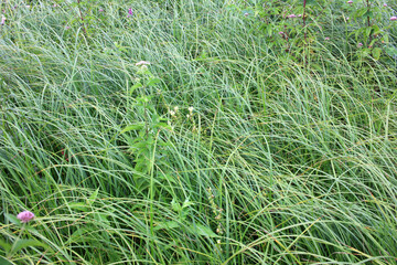 Green grass background.  High marsh grasses move with waves by the wind