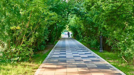 beautiful alley in the park. general plan. color nature