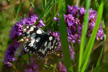 Schachbrettfalter auf Dost