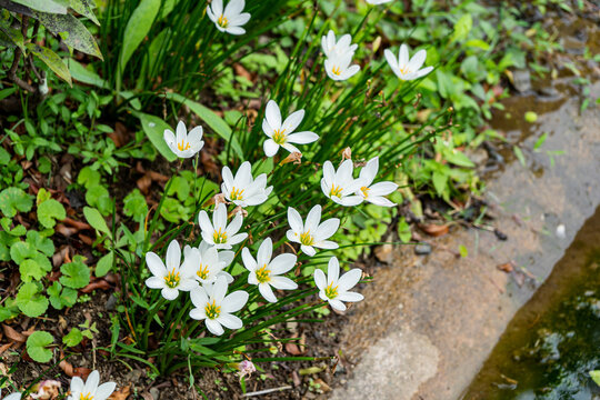 รูปภาพEriocaulaceae เลือกดูภาพถ่ายสต็อก เวกเตอร์ และวิดีโอ138 Adobe