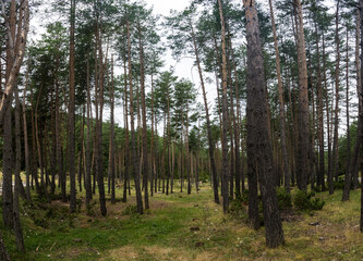Bosque con arboles muy altos 