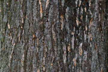 Obraz premium dry tree bark texture and background, nature concept