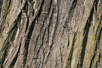 dry tree bark texture and background, nature concept