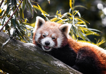 Red panda lying on a branch in front of bamboo leaves, smiling at the camera. Red panda is in the middle of the frame

