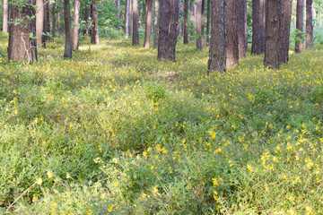 Obraz premium Melampyrum pratense, common cow-wheat yellow flowers in forest selective focus